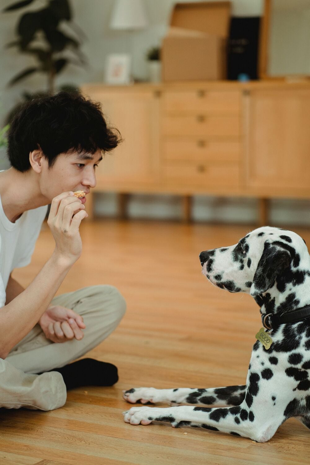 A person holding a treat while a dog watches attentively.