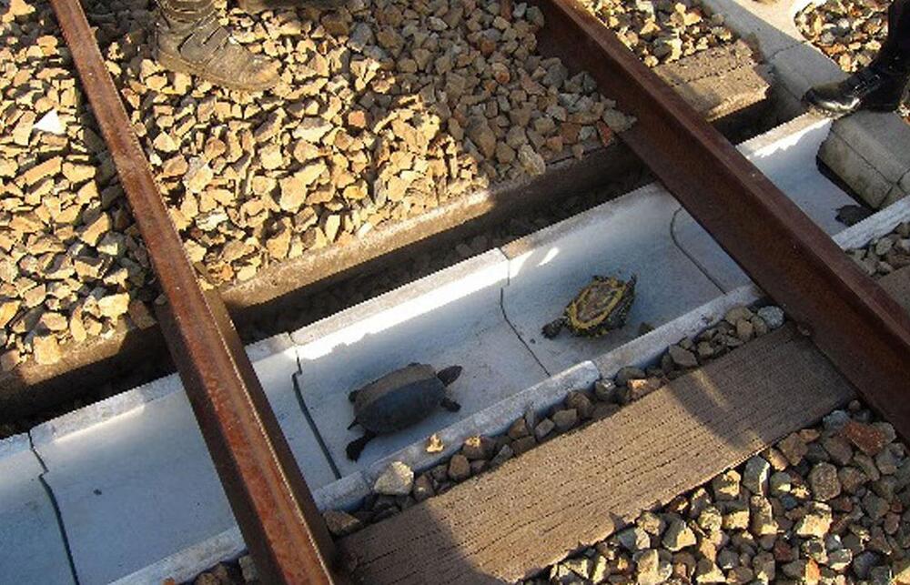 Two turtles are on the ground between train tracks, surrounded by rocks. Two people’s feet are visible near the turtles, one on each side of the tracks.
