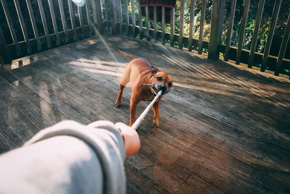 Dog and person playing tug-of-war with a rope.