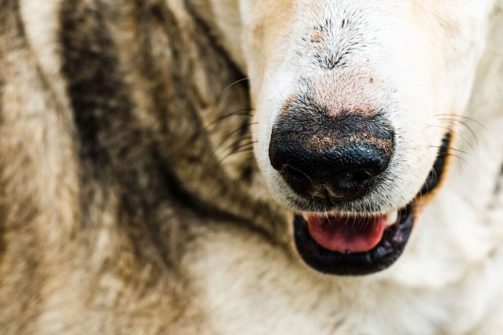 Close-up of a dog's mouth and muzzle.