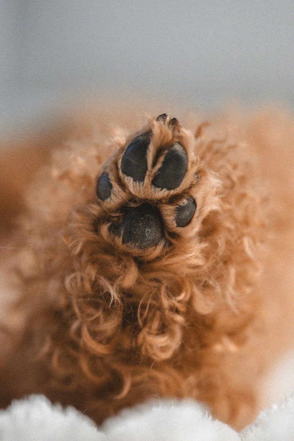 Close-up of a dog's paw pads.