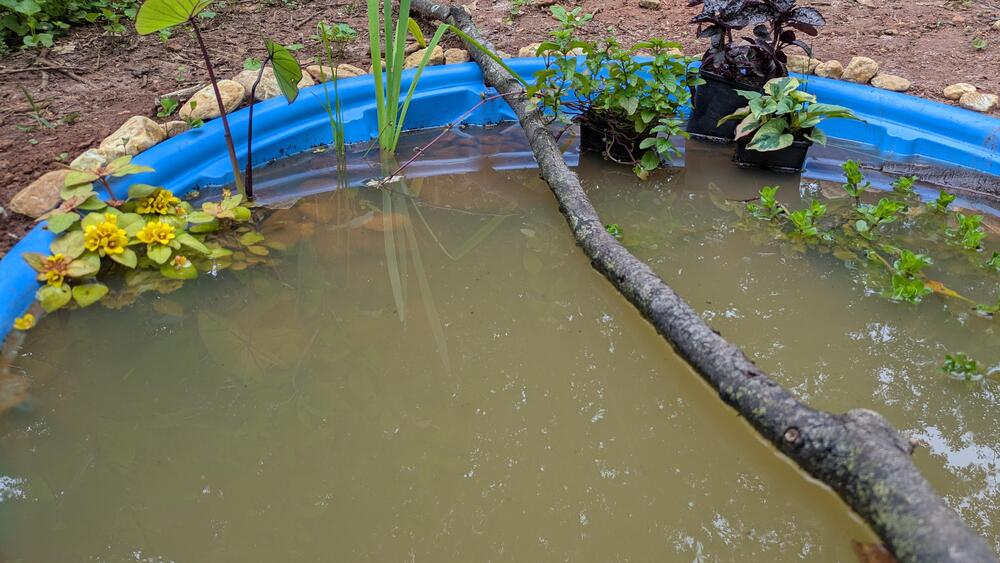 A small blue plastic pond with murky water, plants growing at the edges, yellow flowers, rocks outlining the rim, and a thick branch resting across the water.