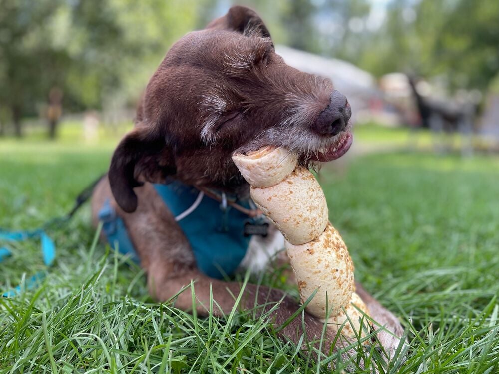 Dog enjoying a bone outdoors.