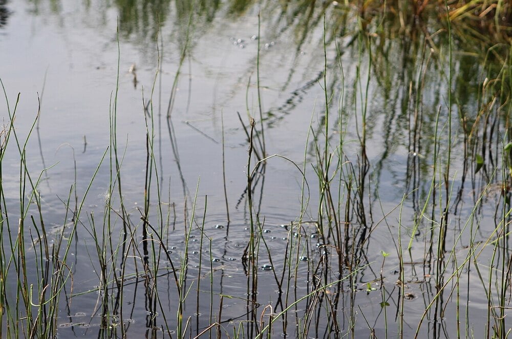 Bubbles rising through water.