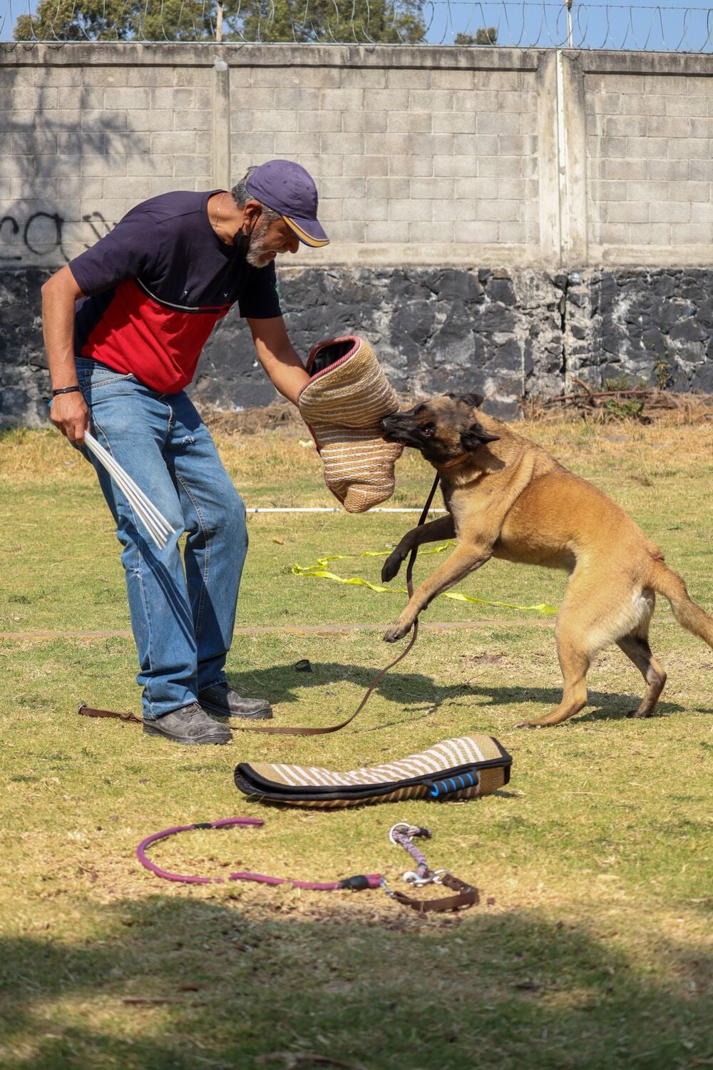 A dog engaged in supervised bite-sleeve training outdoors.