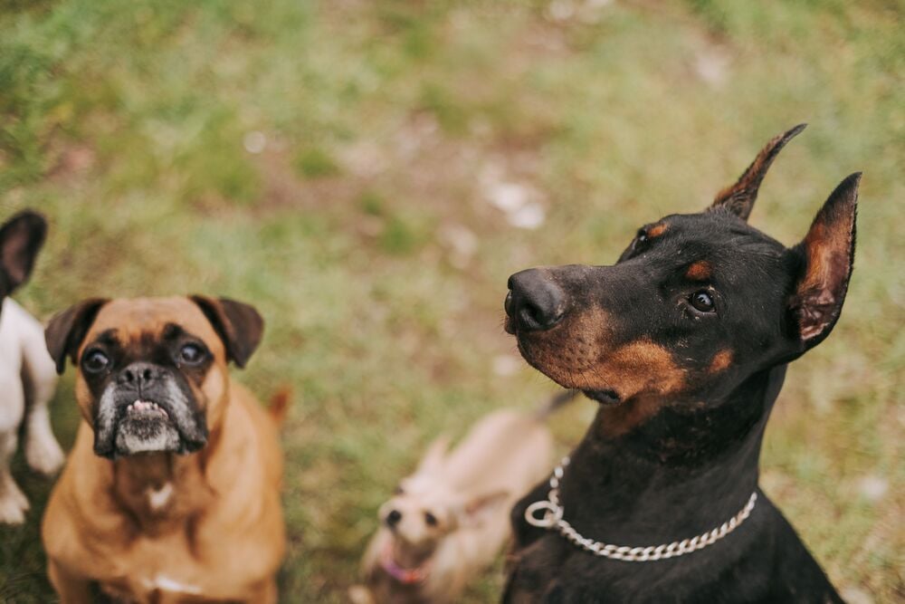 Dogs of different breeds outdoors.