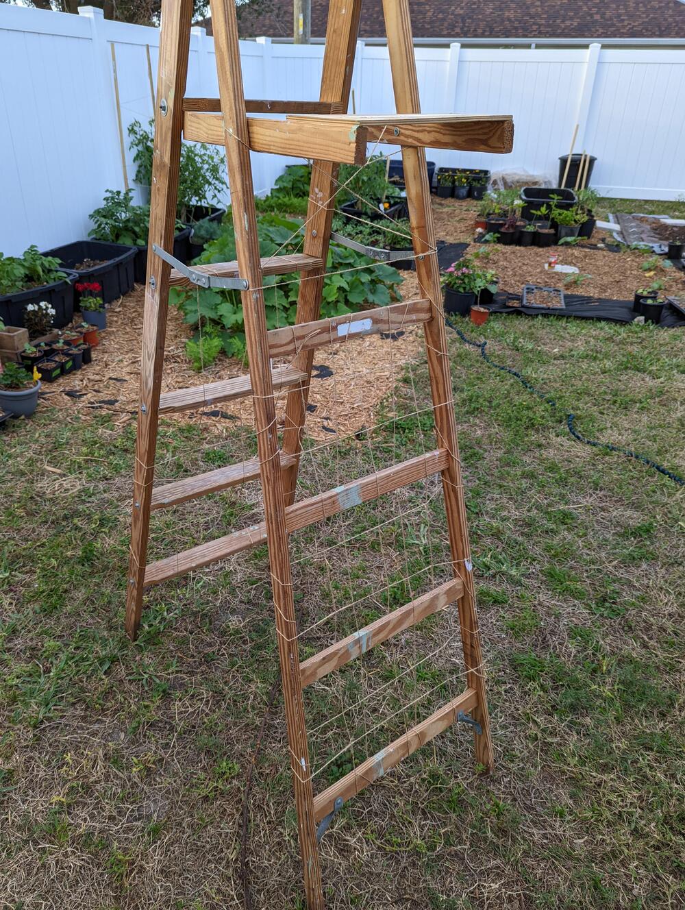 A wooden ladder stands in a garden with string and wire mesh attached to its steps, likely used as a trellis for climbing plants. Raised garden beds and various plants are visible in the background.