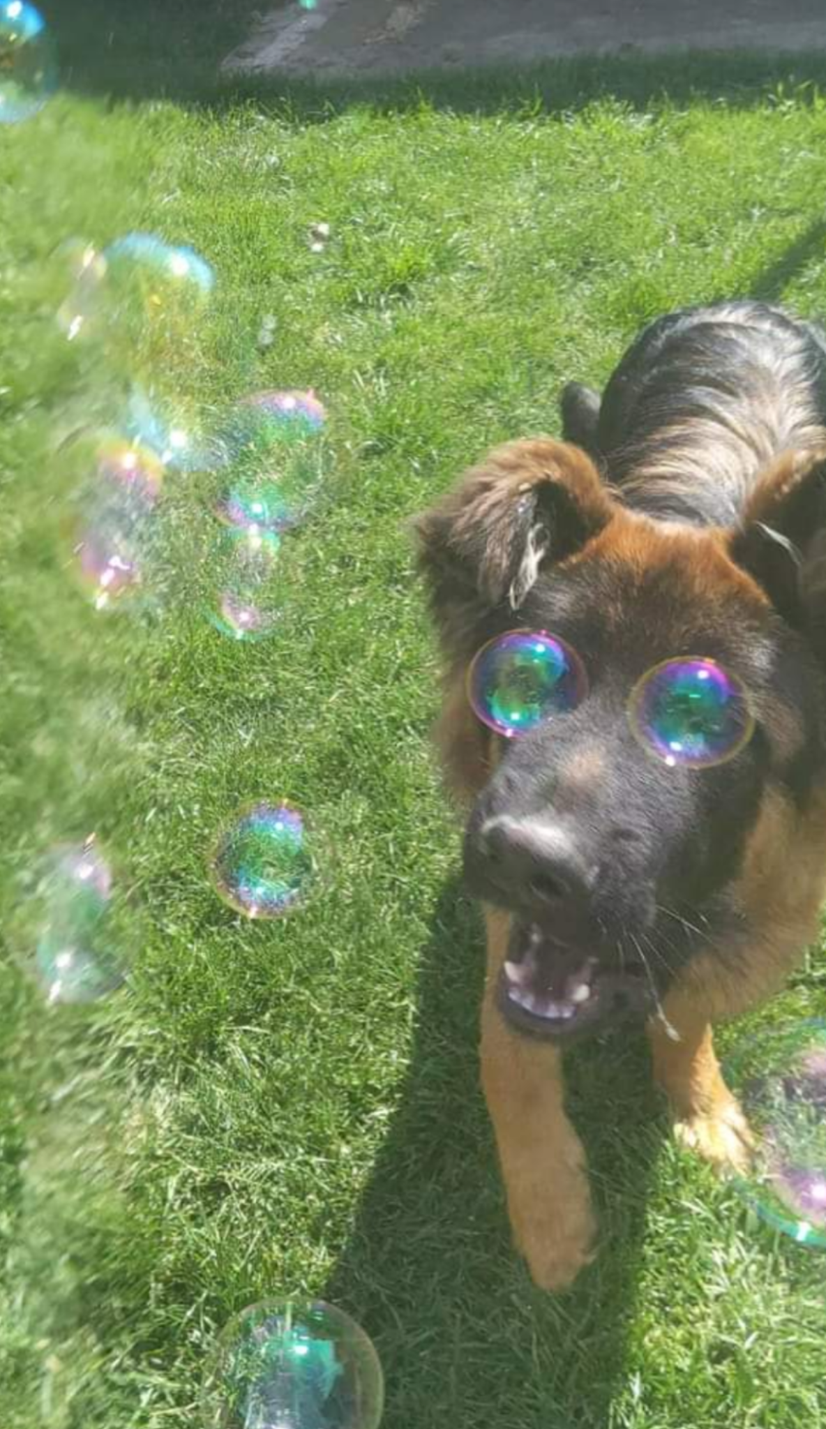 A German Shepherd dog stands on green grass, looking excitedly at colorful soap bubbles floating in the air around its face.