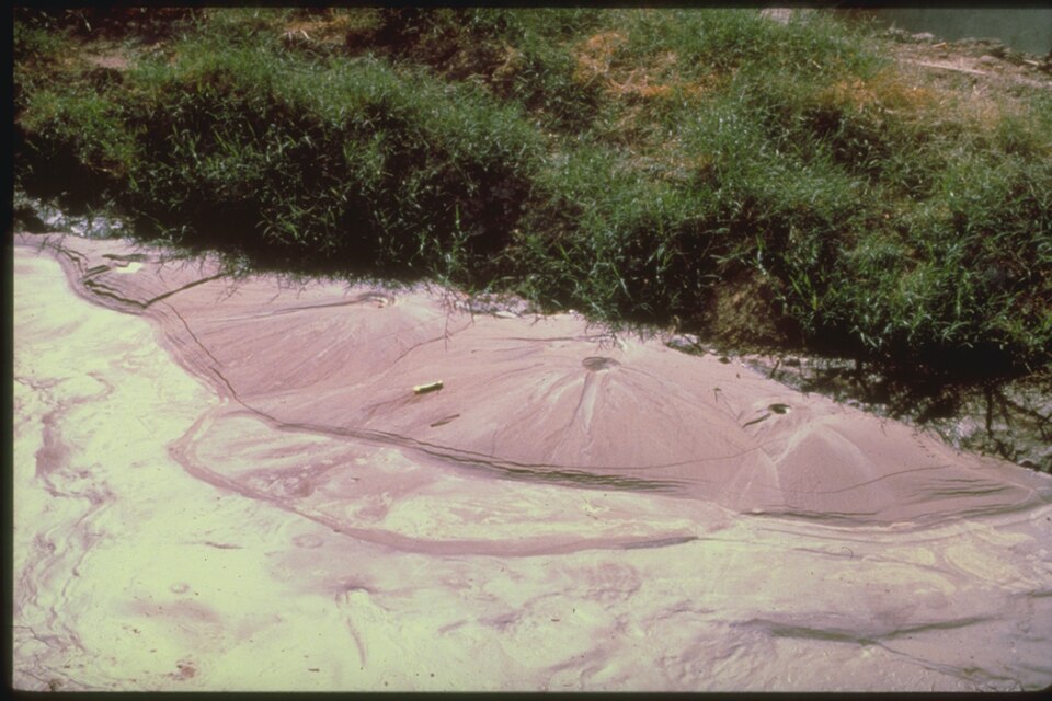 A polluted water body with green and brown algae, foam, and debris near the grassy shoreline. The water appears murky and contaminated, with visible pollution on the surface.
