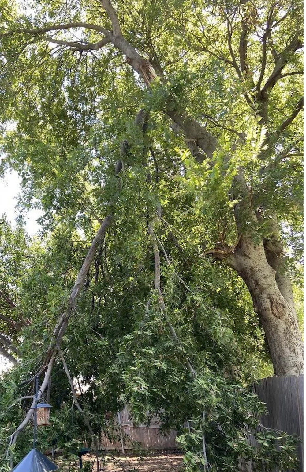 A large tree with a broken branch hanging down, partially resting on a backyard fence. Green leaves cover the branches and sunlight filters through the foliage.