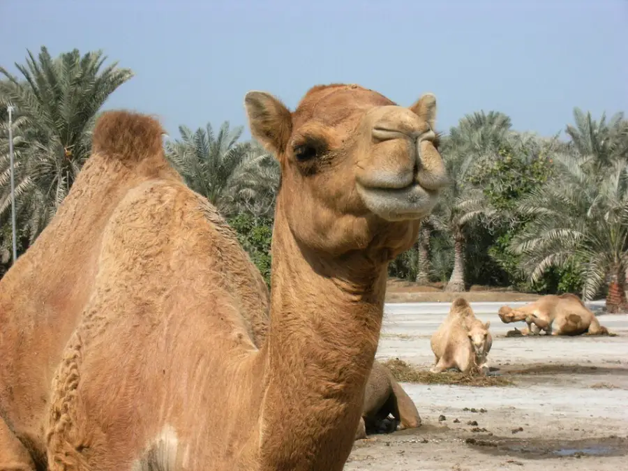 A close-up of a camel looking at the camera, with more camels sitting on sandy ground in the background and palm trees surrounding the area.