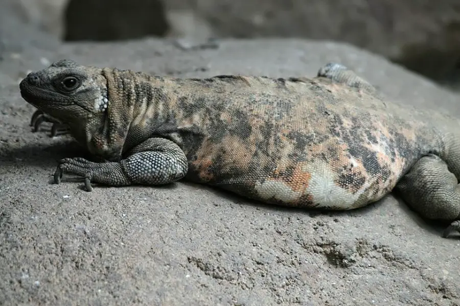 A large, brownish-grey lizard with mottled markings lies flat on a rough, sandy rock surface, blending in well with its surroundings.