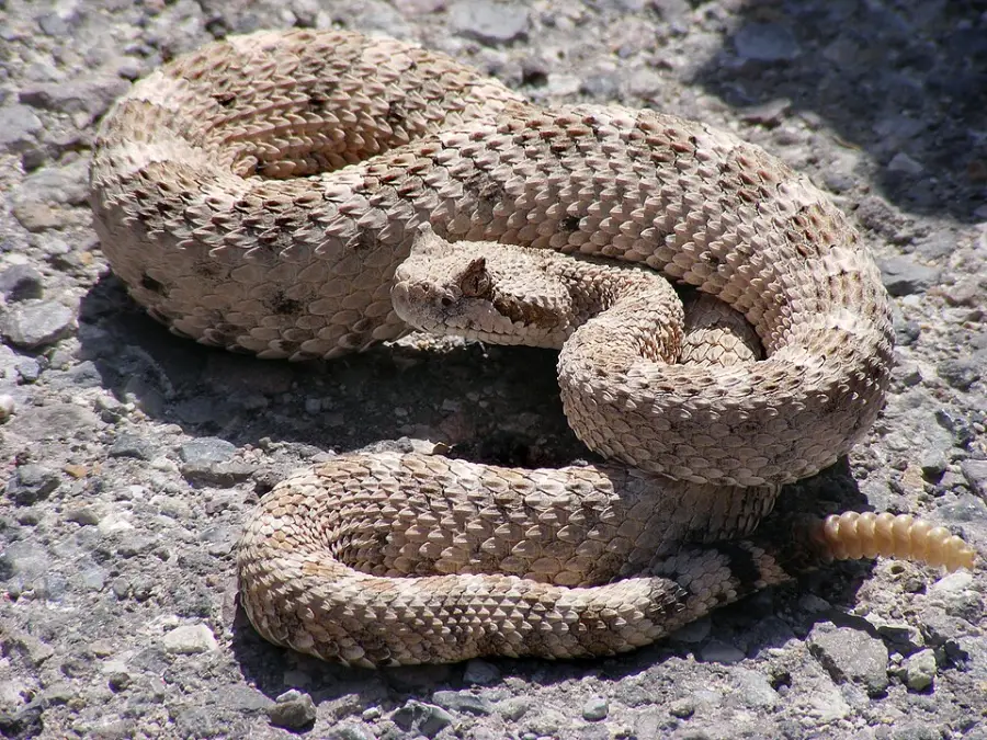 A coiled rattlesnake with light brown, rough-textured scales rests on a gravelly surface. Its tail rattle is visible, and its body blends into the rocky background.