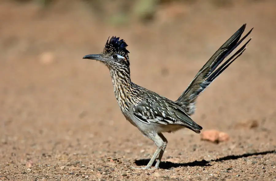 A greater roadrunner with a spiky crest stands on sandy ground. Its long tail is raised, and its feathers are mottled brown and white with darker markings. The background is a blurred, dry landscape.