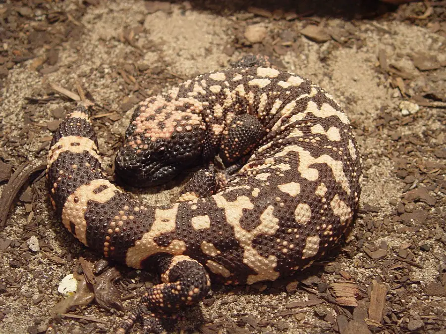 A Gila monster with black and pinkish-orange patterns curls up on sandy, rocky ground, blending in with its desert surroundings.