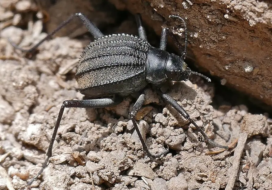 A black darkling beetle with a ridged, bumpy shell crawls on dry, light brown soil next to a rock.
