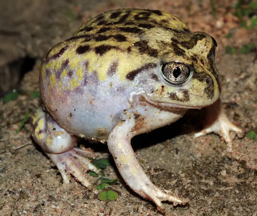 A close-up of a plump, yellowish-green and brown spotted frog sitting on rocky ground, facing slightly to the right with its large eye visible.