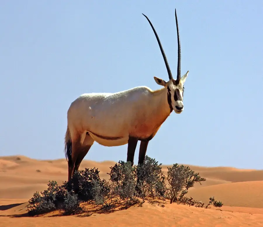 A white Arabian oryx with long, straight horns stands beside desert shrubs on orange sand dunes under a clear blue sky.
