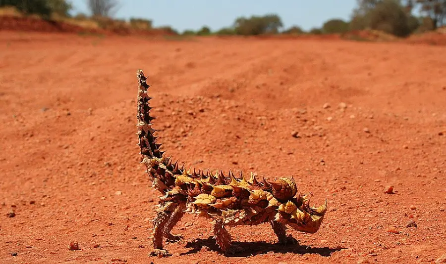 A spiky, brown and yellow thorny devil lizard walks across red sandy ground in a dry, open landscape with blurred trees and sky in the background.