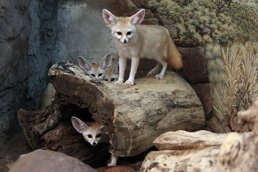Three fennec foxes, two peeking out from inside a hollow log and one standing on top, in a naturalistic enclosure with rocks and plants in the background.