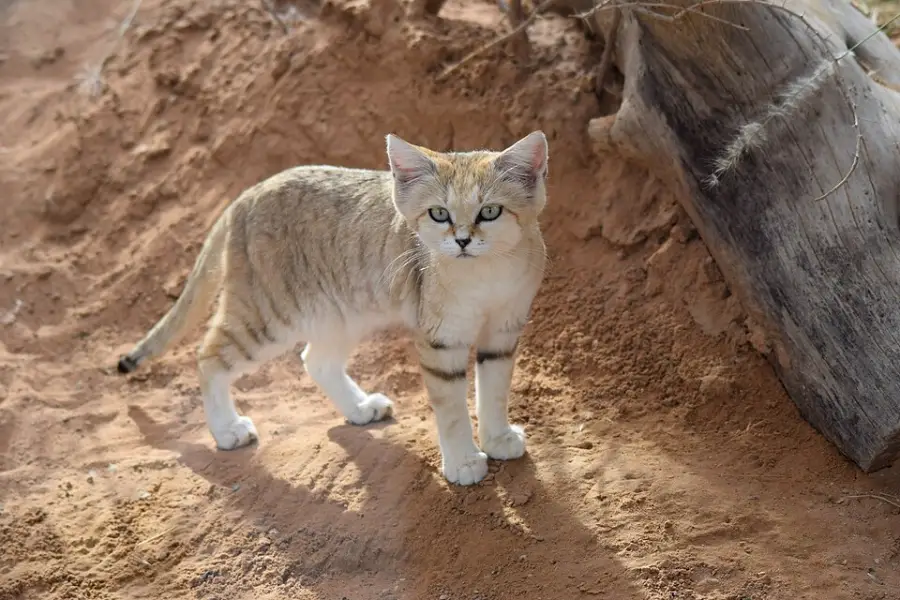 A sand cat with sandy fur, large ears, and black markings on its legs stands on reddish sand near a weathered log in a desert environment.