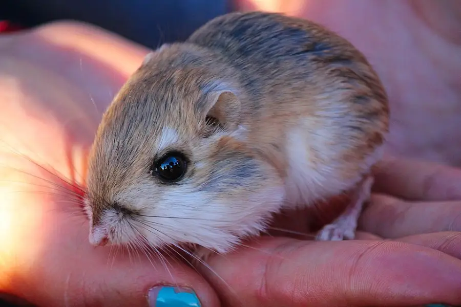 A small, brown and white rodent with large black eyes sits gently in a person’s hand. The person has blue nail polish on their thumbnail.