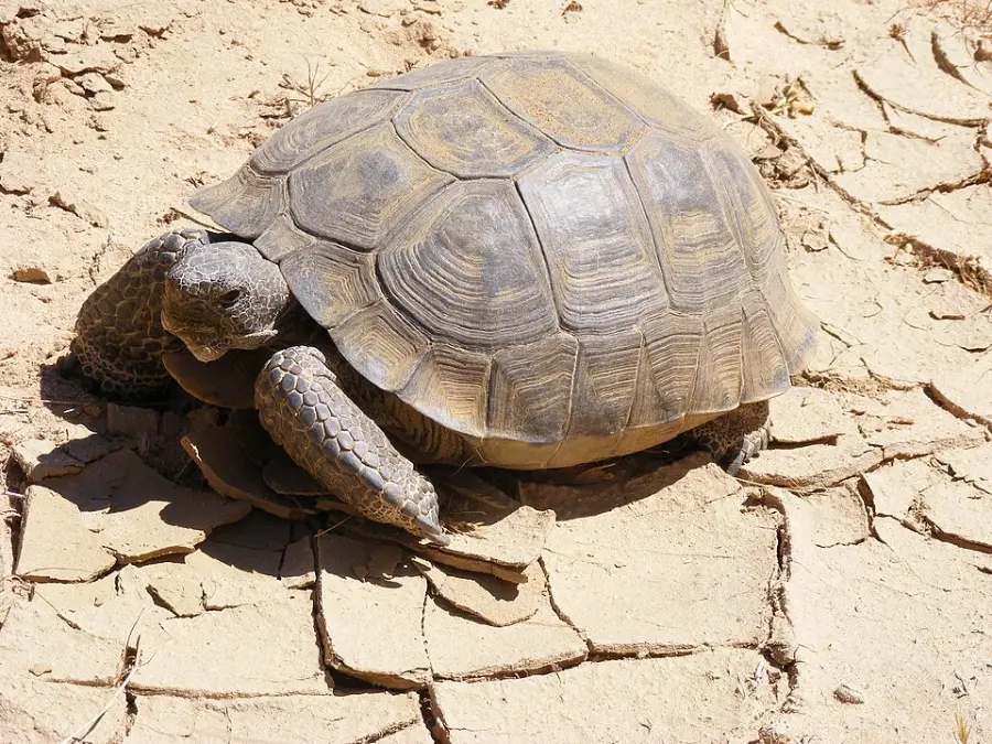 A desert tortoise sits on cracked, dry earth in sunlight. Its textured shell and rough, scaly legs are visible against the sandy background.