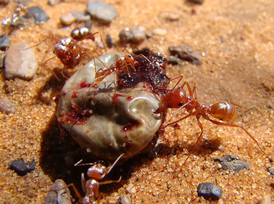 Several red ants are gathered around and feeding on a decaying seed or object on sandy ground, surrounded by small rocks.