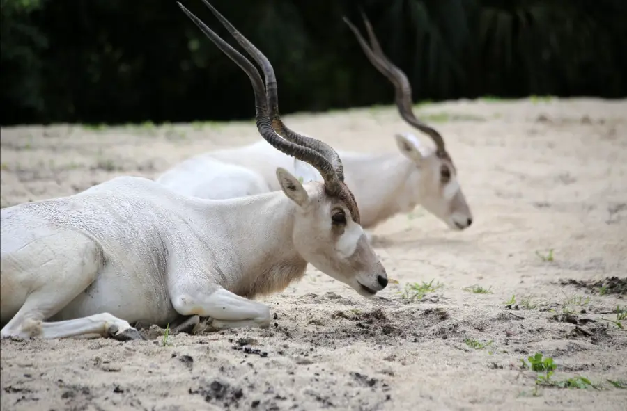 Two white antelopes with long, curved horns are lying on sandy ground with sparse green grass and a dark, blurred background.