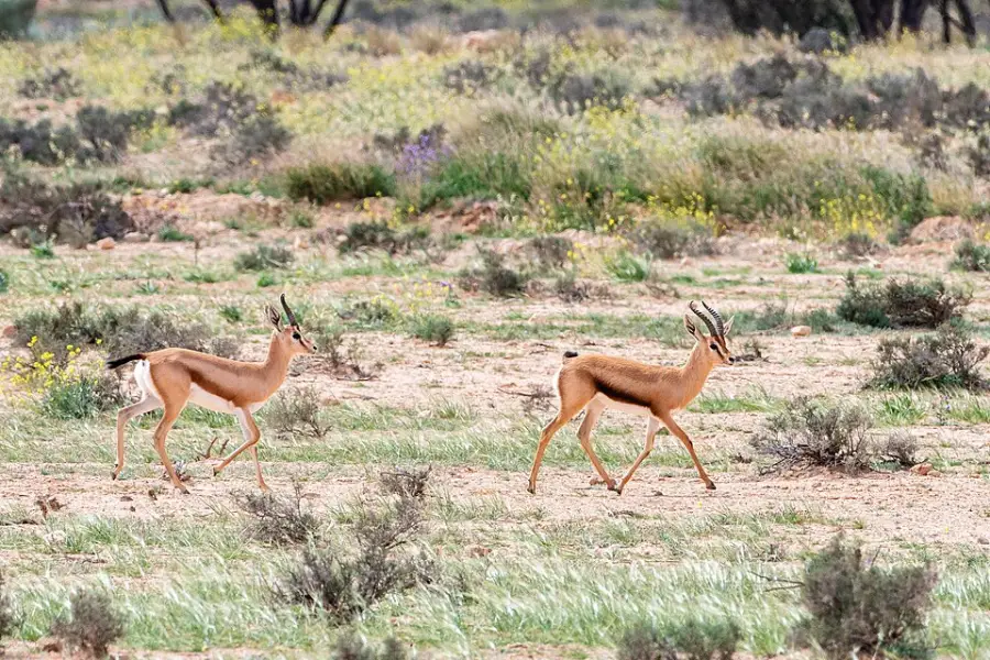 Two young gazelles with thin, curved horns walk across a grassy, dry landscape with sparse bushes and wildflowers in the background.