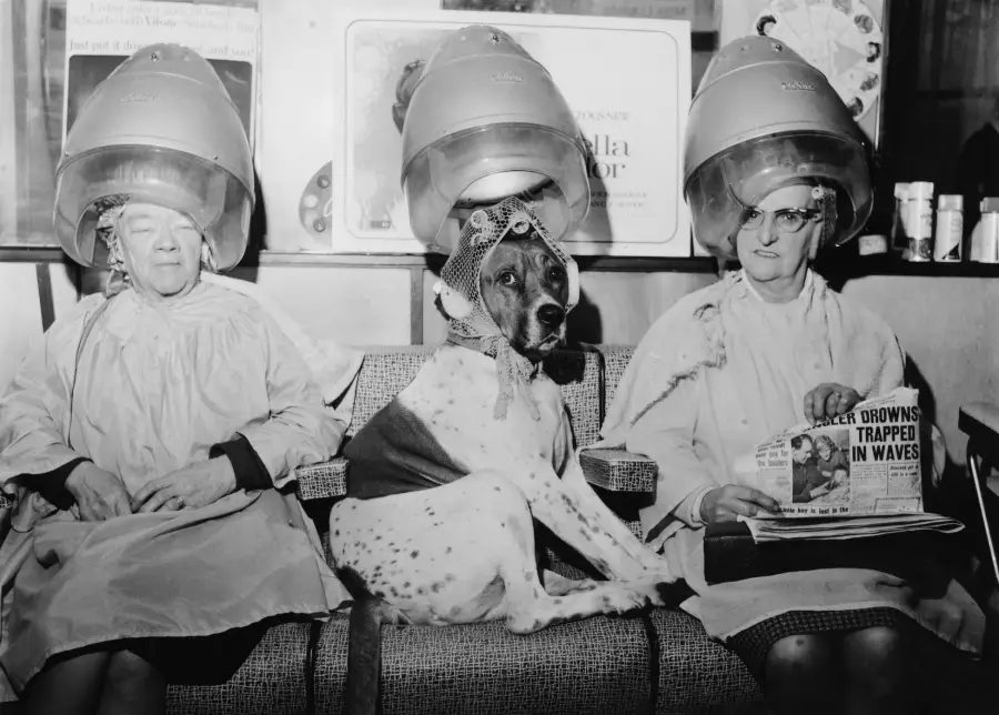 Three women and a dog sit under vintage hair dryers at a salon. The dog is in the middle, also wearing a hair net. One woman reads a newspaper; all look amused or relaxed. The scene is humorous and unusual.
