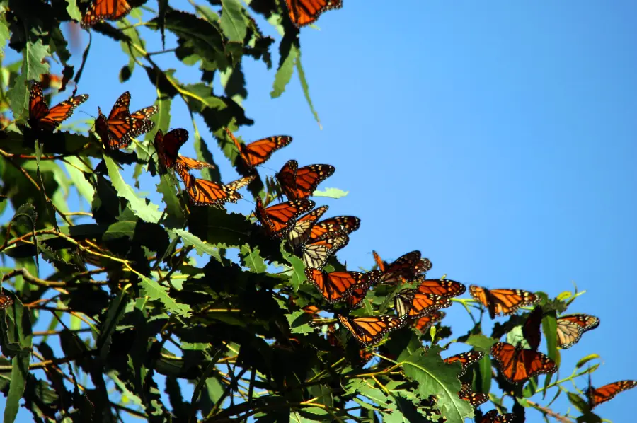 A cluster of monarch butterflies rests on green leaves of a tree under a clear blue sky, with sunlight highlighting their orange and black wings.