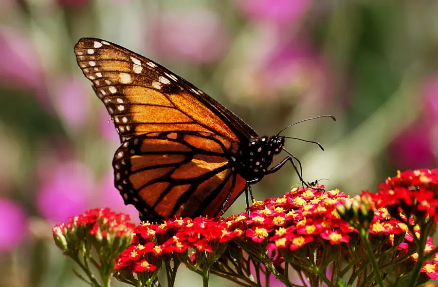 A monarch butterfly with orange and black wings rests on a cluster of small, bright red flowers. The background is blurred with pink and green hues.