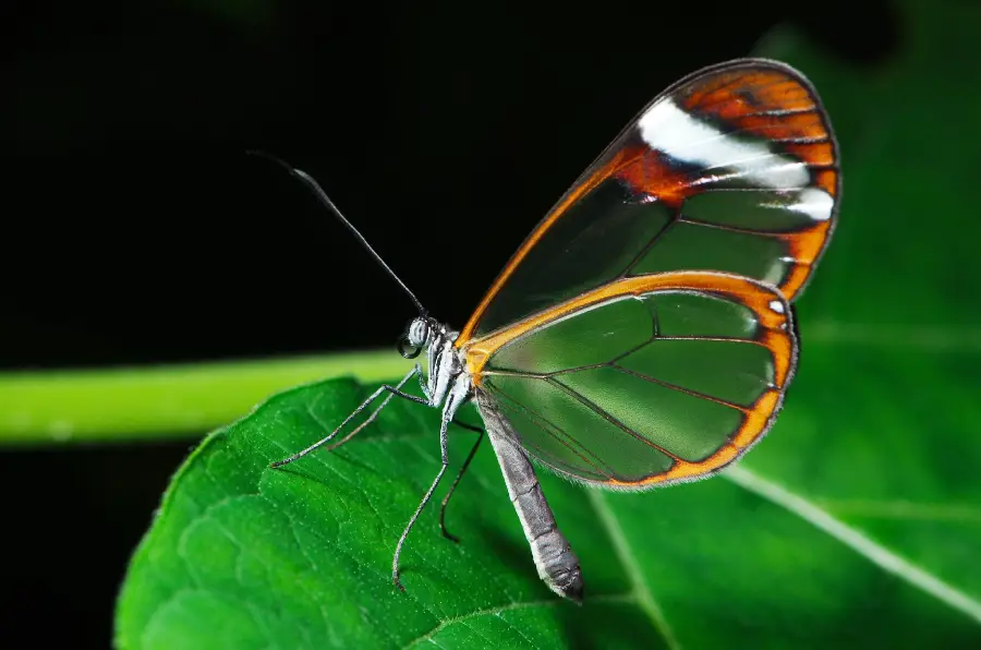 A glasswing butterfly with transparent wings edged in brown and white rests on a green leaf, with a blurred dark background.