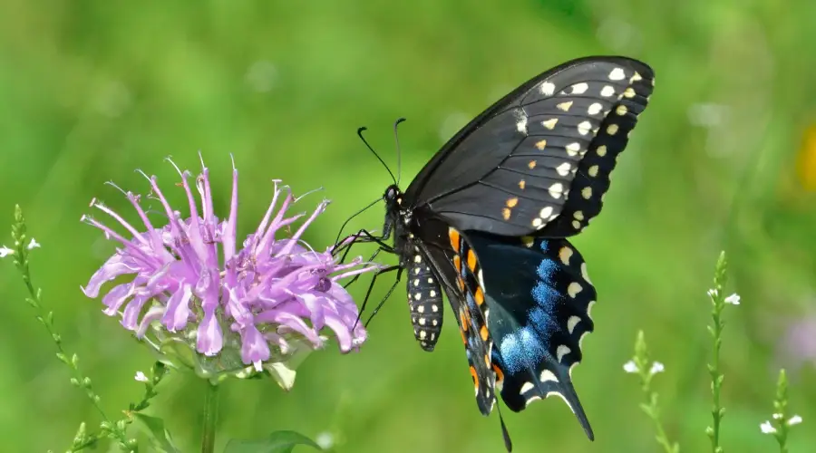 A black butterfly with blue and orange spots feeds on a light purple flower, set against a blurred green background with hints of other plants and flowers.