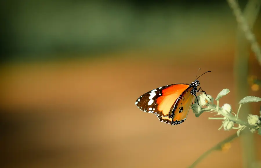 A close-up of an orange, black, and white butterfly perched on a delicate white flower with a blurred brown and green background.