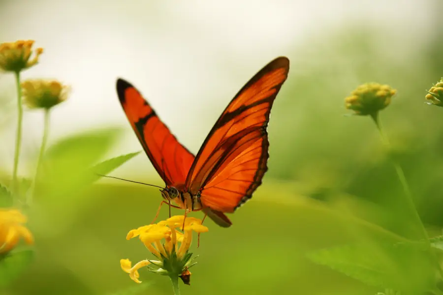 An orange butterfly with black markings rests on a yellow flower, surrounded by green leaves and stems, with a soft, blurred background.