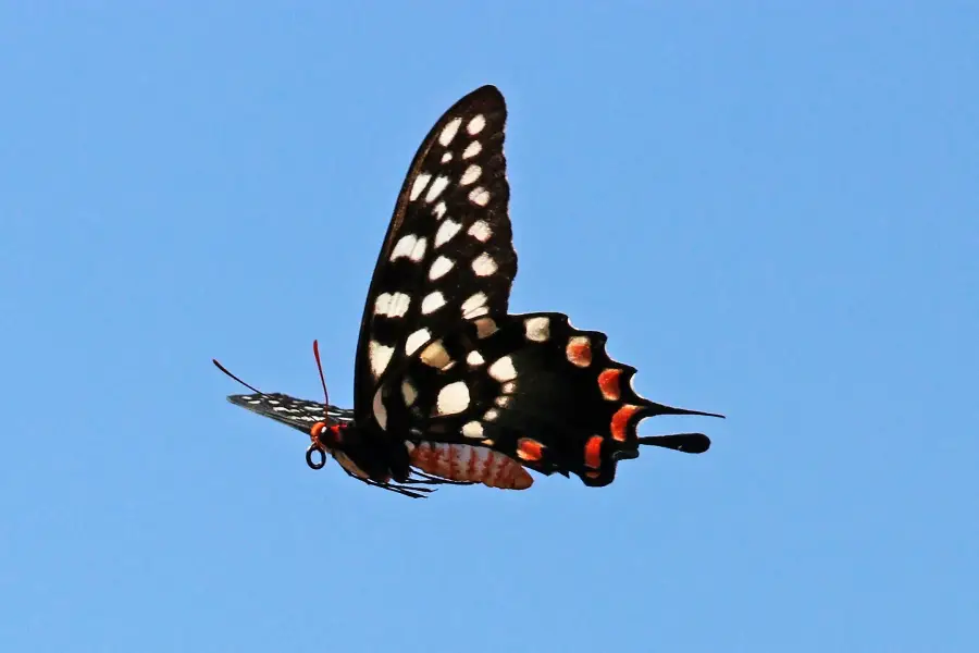 A black butterfly with white spots and red accents on its wings is flying against a clear blue sky.