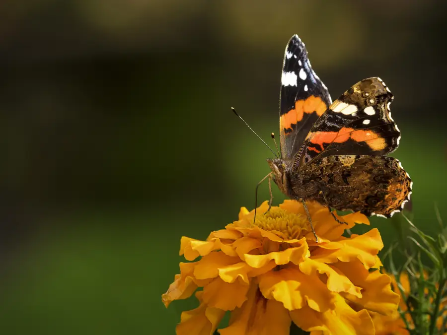 A close-up of a butterfly with orange, black, and white markings perched on a bright yellow marigold flower against a blurred green background.