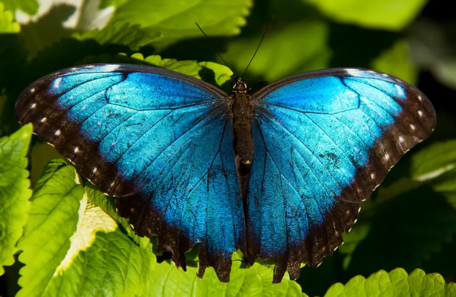 A vibrant blue butterfly with black edges on its wings rests on bright green leaves.