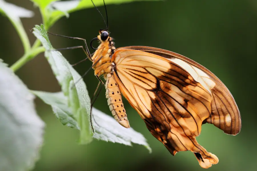 A close-up of an orange and black butterfly with tattered wings perched on a green leaf, set against a soft, blurred green background.
