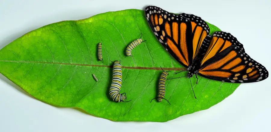 A green leaf with a monarch butterfly and several caterpillars in different growth stages, showing the butterfly life cycle.