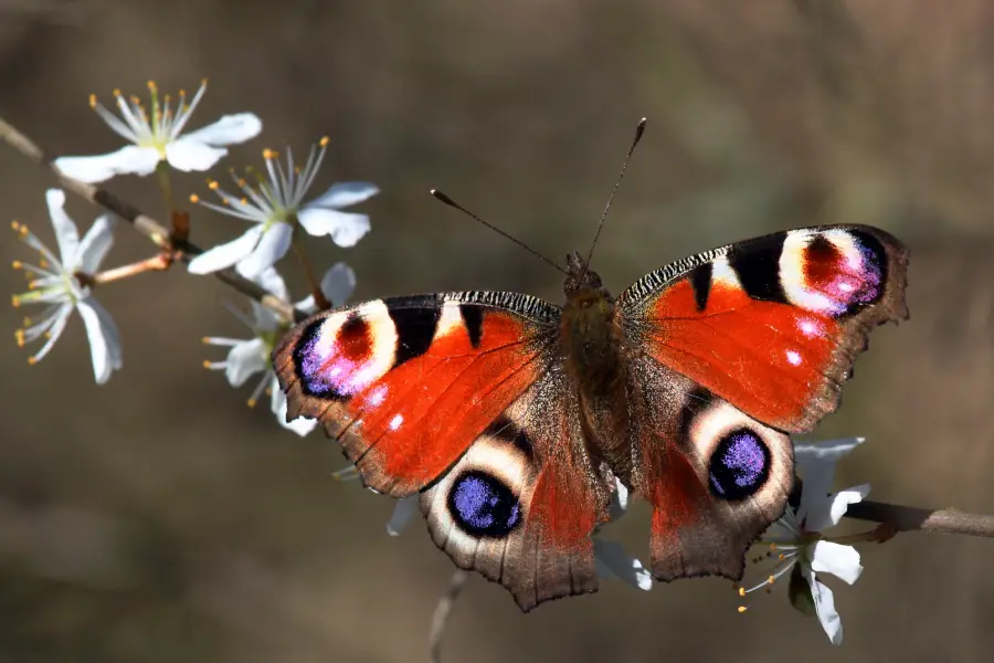 A vibrant butterfly with orange wings featuring striking blue, black, and yellow eye spots rests on a branch with small white flowers.