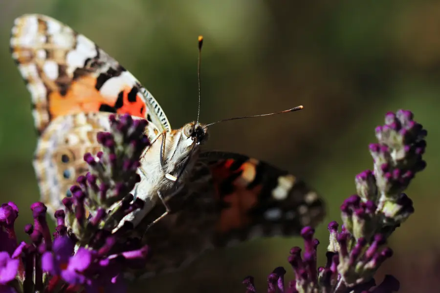 A close-up of a butterfly with orange, black, and white wings perched on vibrant purple flowers, with a blurred green background.