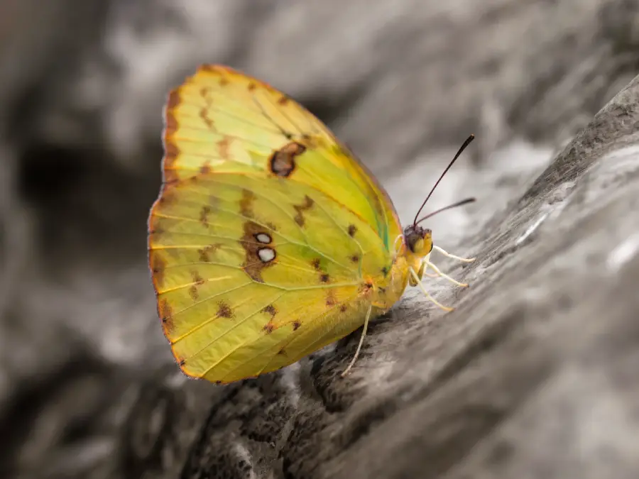 A yellow butterfly with brown spots rests on a textured, grayish surface, its wings closed and antennae raised.