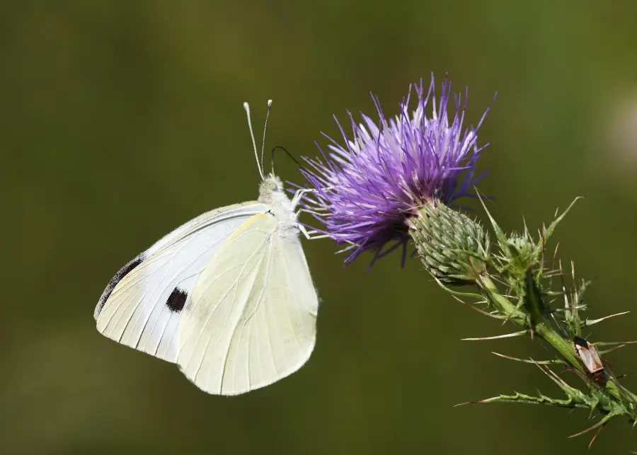 A white butterfly with black spots rests on a spiky purple thistle flower against a blurred green background.
