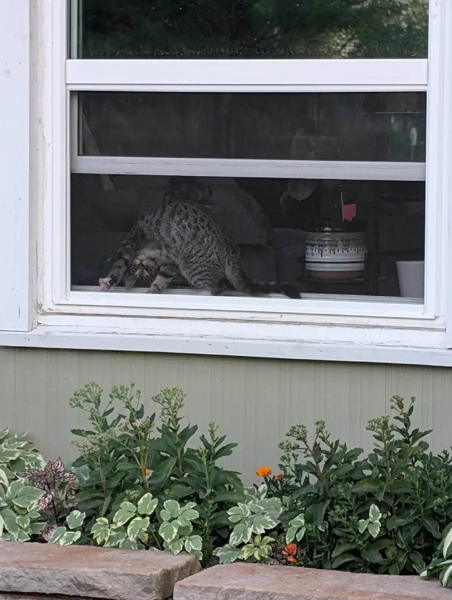 A gray tabby cat stands on a windowsill inside a house, looking outside through a partially open window. Below the window, there are green plants and flowers growing in a garden bed.