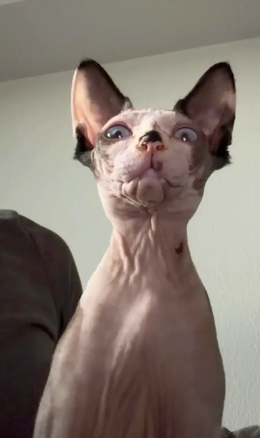 A hairless Sphynx cat with wide blue eyes stares upward, its large ears pointed up. The cat has wrinkled skin and a serious expression. A person in a green shirt is partially visible beside it.