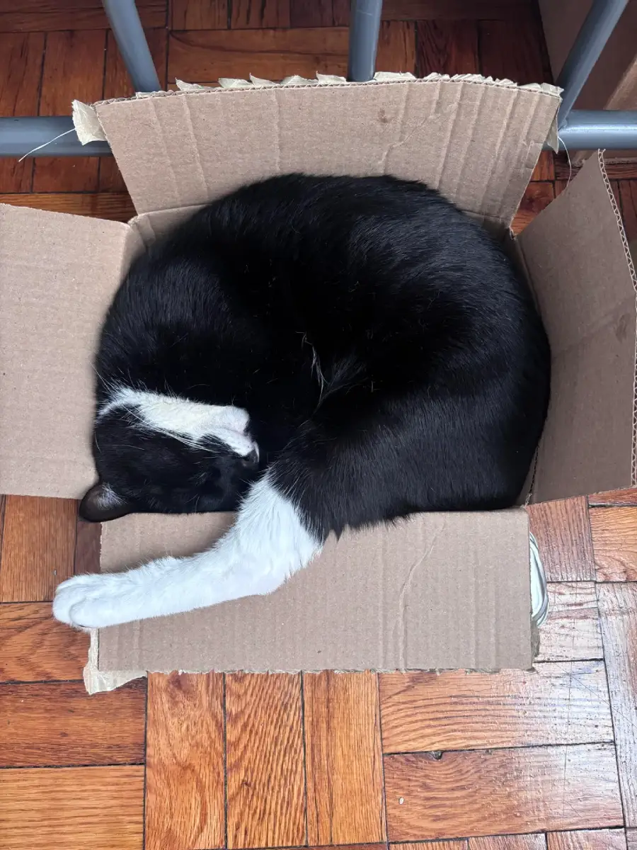 A black and white cat is curled up and sleeping inside a small cardboard box on a wooden floor.