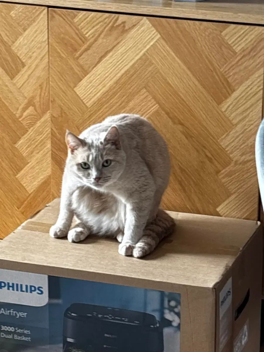 A light-colored cat sits with its legs sprawled on a cardboard box that has a Philips Airfryer picture on it, in front of a wooden patterned wall.